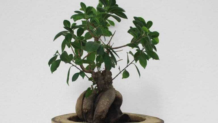 Bonsai Care Guide