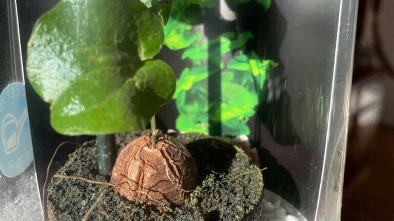 Dioscorea Care Guide