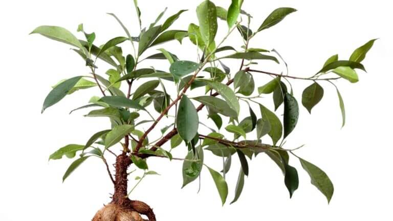 Ficus Care Guide