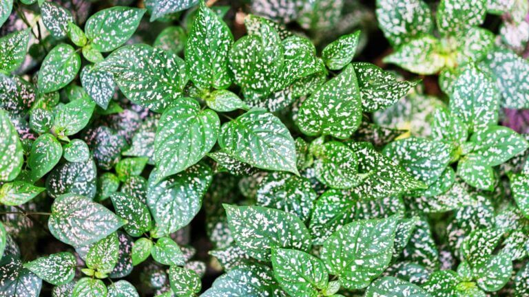 Hypoestes Polka Dot Plant Care Guide