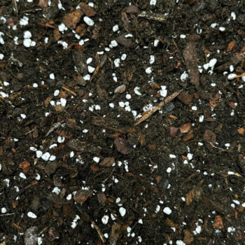 Premium Moss Growing Soil Mix *Terrarium Soil Mix* *House Plant Soil M –  Moss Design Gallery