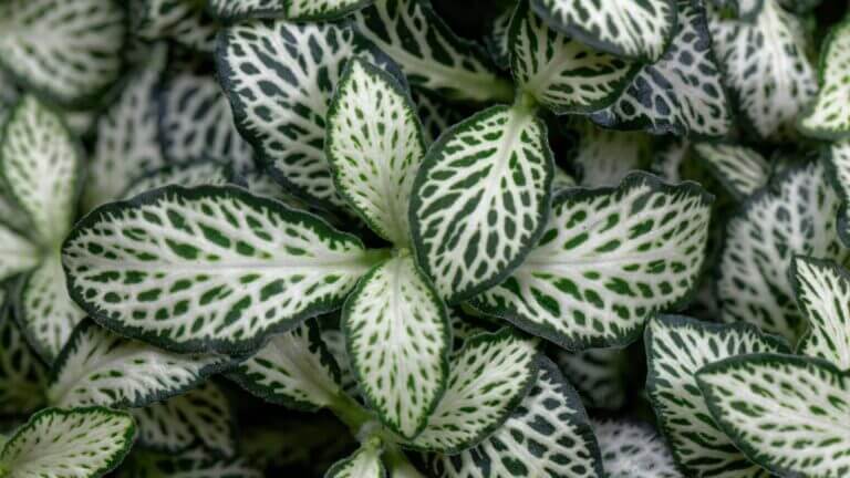 Fittonia Care Guide