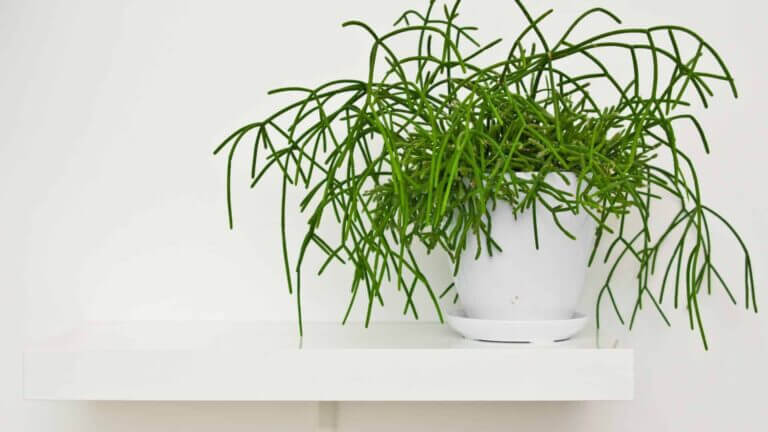 Rhipsalis Care Guide
