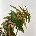 Begonia Care Guide