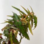 Begonia Amphioxus 6cm pot