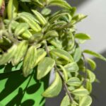 Variegated Aeschynanthus Bolero Bicolore Lipstick plant 14cm