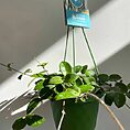 IMG_1581