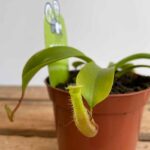 Carnivorous Nepenthes Alata 8cm