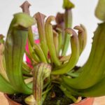 Carnivorous Sarracenia Thomas 8cm