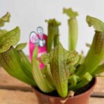 Carnivorous Sarracenia Fiona 8cm