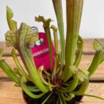 Carnivorous Sarracenia Judith 8cm