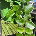 IMG_1651