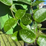 Hoya Mathilde - Hoya carnosa X Hoya serpens 14cm