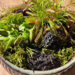 Carnivorous Plants & Moss Garden Handmade COLLECTION ONLY