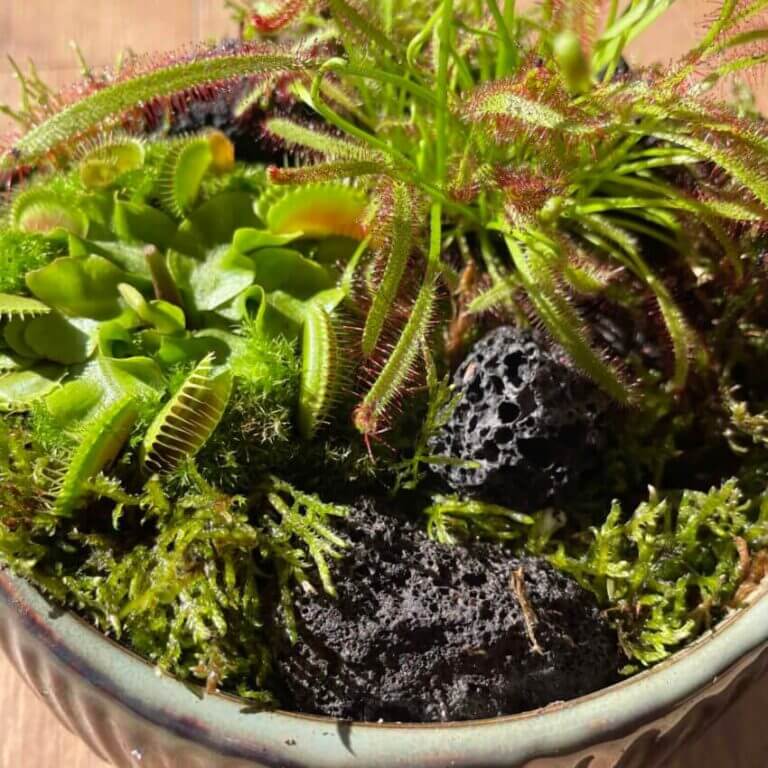 Carnivorous Plants & Moss Garden Handmade COLLECTION ONLY