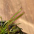 IMG_1732