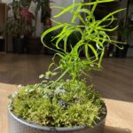 Moss & Fern Garden in a Bowl COLLECTION ONLY