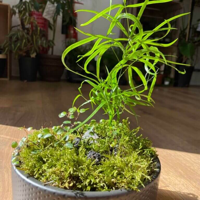 Moss & Fern Garden in a Bowl COLLECTION ONLY