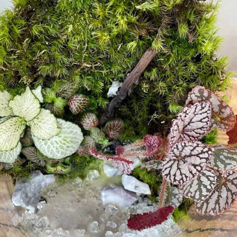 Large Bioactive Vertical Glass Terrarium COLLECTION