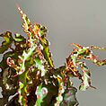 IMG_1958