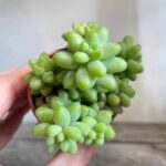 Burros Tail 5cm pot