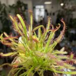Carnivorous Drosera Capensis 8cm