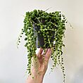 IMG_6895
