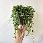 Senecio Rowleyanus String Of Pearls 12cm pot
