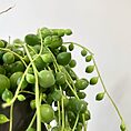 IMG_6900