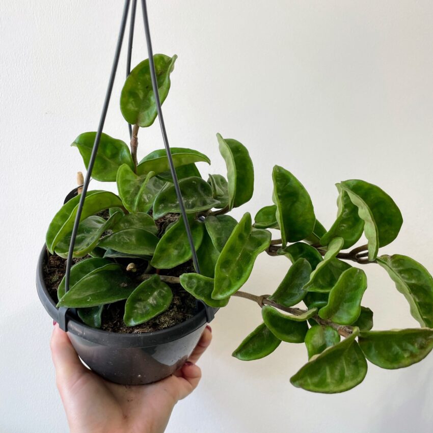 Hoya Hoya Carnosa 'Krinkle 8' 15cm pot 