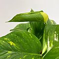 IMG_6927