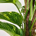 IMG_6928