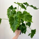 Philodendron Bipinnatifidum Shangri-La 14cm pot