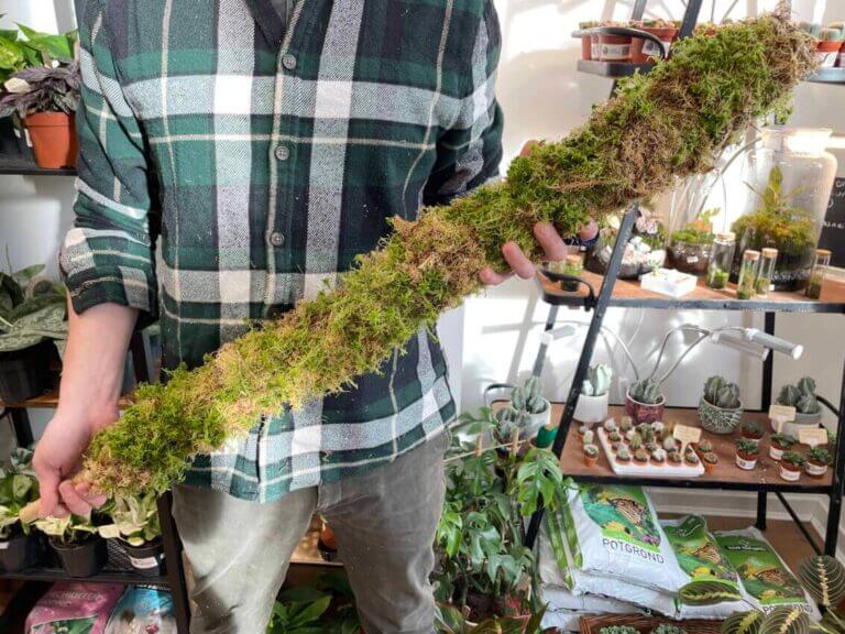 How to Install a Moss Pole