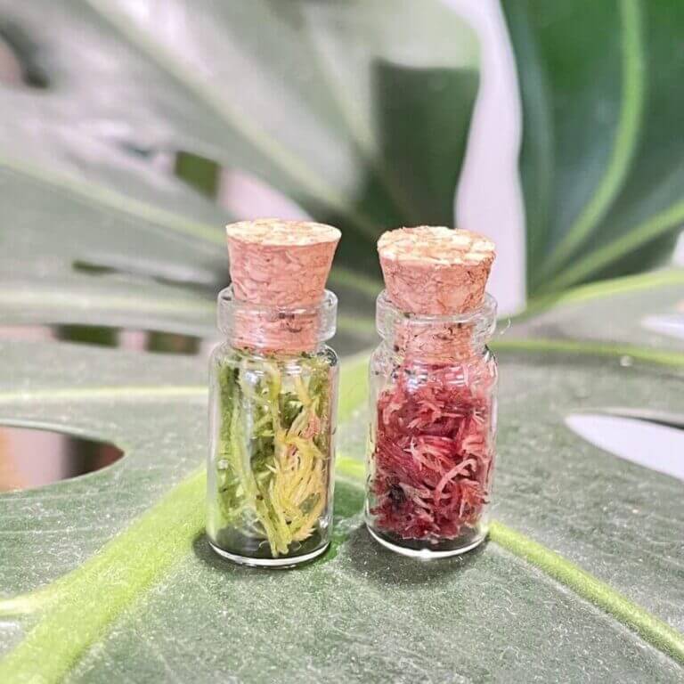 Wee Mossarium | Glass with Cork