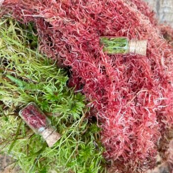 Sphagnum Moss