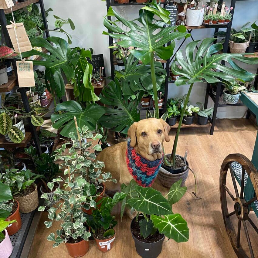 photo of noel in our shop