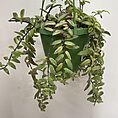 variegated aeschynanthus bolero bicolore lipstick plant 14cm