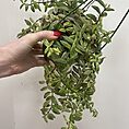 variegated aeschynanthus bolero bicolore lipstick plant 14cm