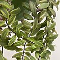 variegated aeschynanthus bolero bicolore lipstick plant 14cm