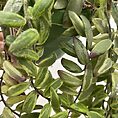 variegated aeschynanthus bolero bicolore lipstick plant 14cm