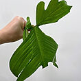 philodendron moonlight 17cm large