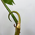 philodendron moonlight 17cm large