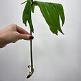 philodendron moonlight 17cm large
