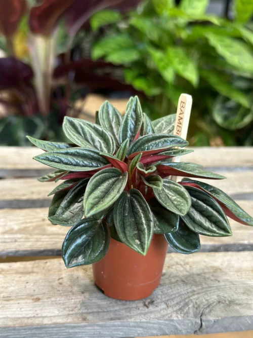 peperomia rosso 5.5cm pot