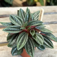 peperomia rosso 5.5cm pot