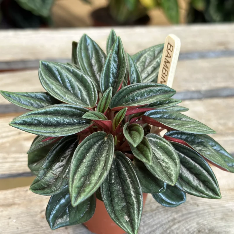 peperomia rosso 5.5cm pot peperomia rosso 5.5cm pot