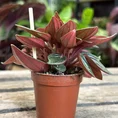 peperomia rosso 5.5cm pot
