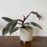 philodendron pink princess 2