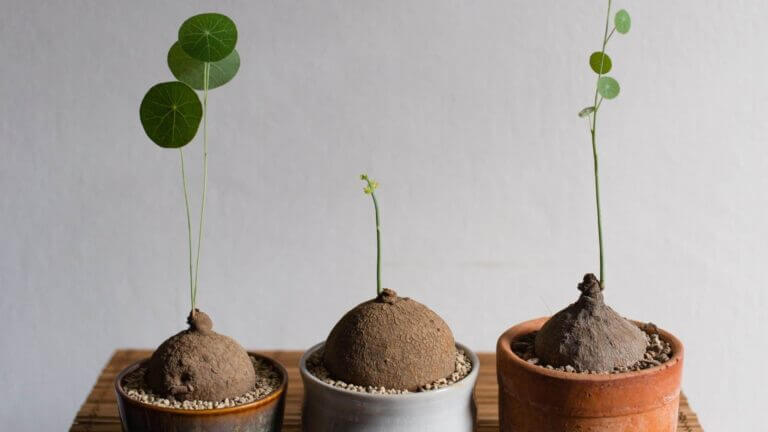 Stephania Erecta Care Guide